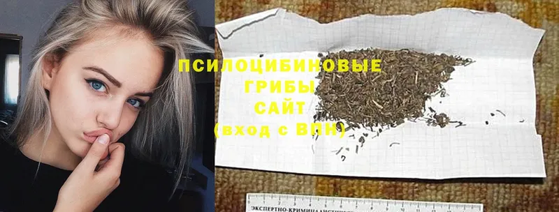 продажа наркотиков  Белокуриха  Псилоцибиновые грибы Psilocybe 